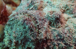 Sipadan_2015_Poisson Pierre_Synanceia verrucosa_IMG_2824_rc